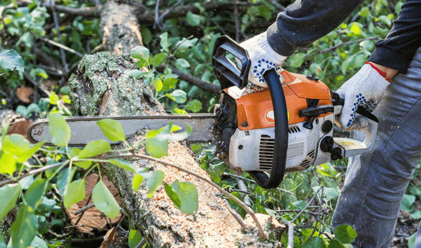 TREE SERVICES